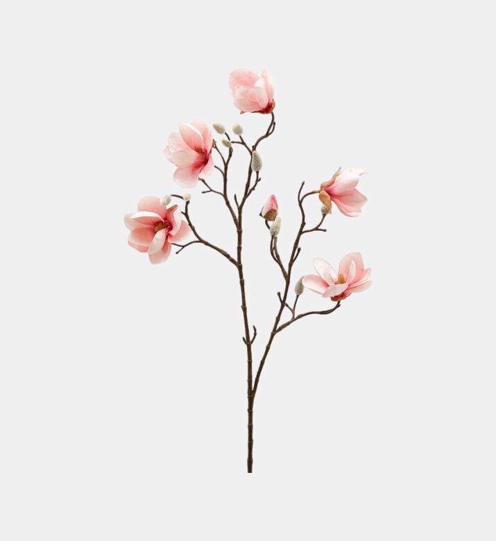 غصن ستيلات ماغنوليا