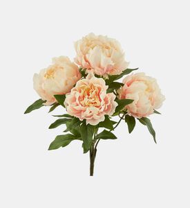 Edg Peony Bush, Cream, Packshot View