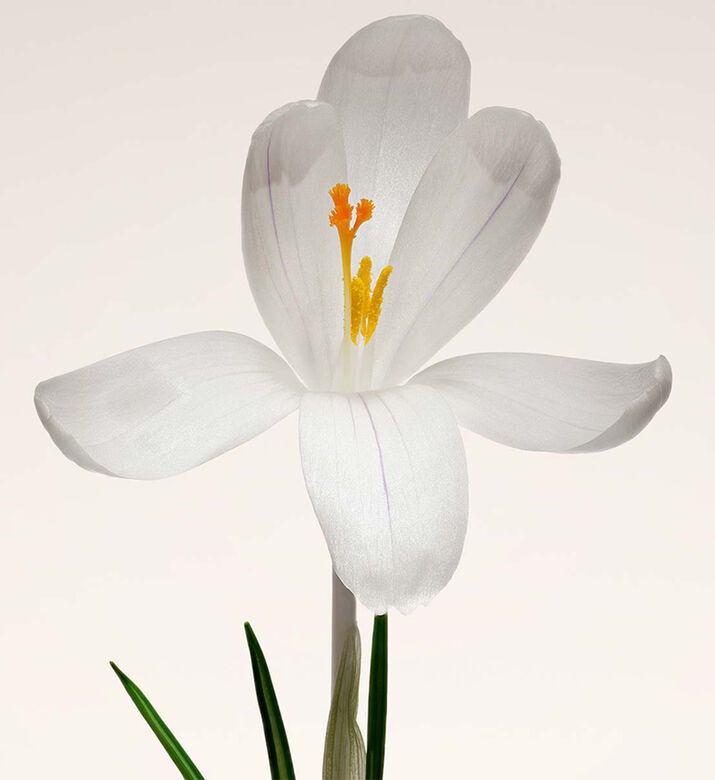 Armani Beauty Oud Nacre Eau De Parfum, Packshot View