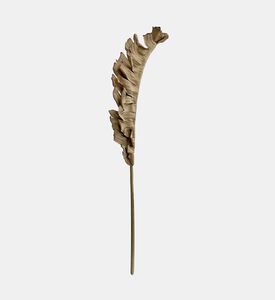 Dried-look Bird Nest Fern Leaf Dried-look Bird Nest Fern Leaf