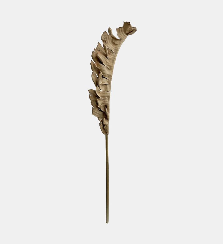 Dried-look Bird Nest Fern Leaf Dried-look Bird Nest Fern Leaf
