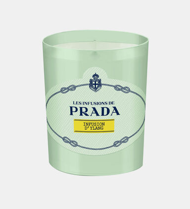 Infusion D Ylang Scented Candle