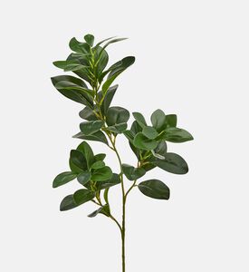 غصن زيتون بيتوسبوروم - 62 سم