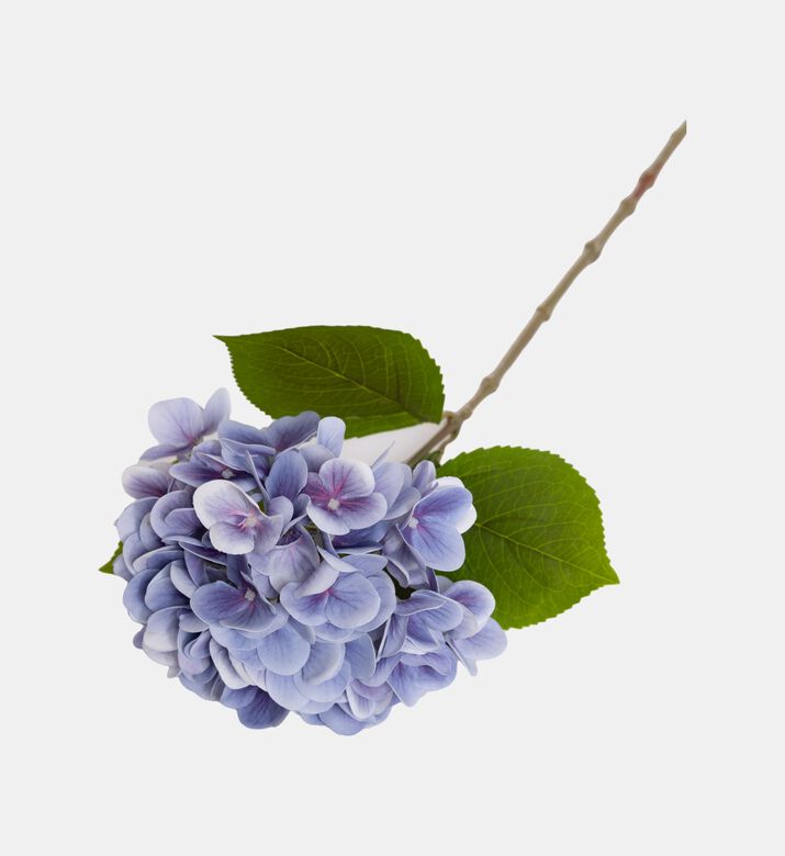 فرع نوبل هدرانجيا جديد