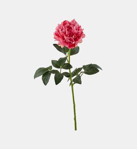 غصن فاوانيا حقيقي